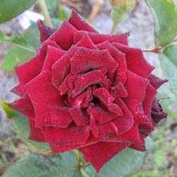 Rose 'Black Baccara'
